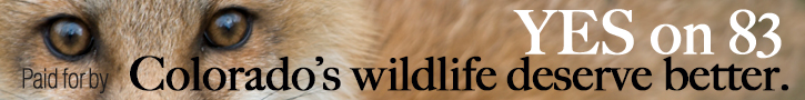 Advertisement 5